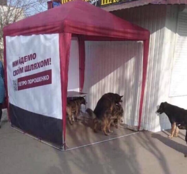 Голосуй перцем: Соцсети потешаются над новым конфузом Порошенко