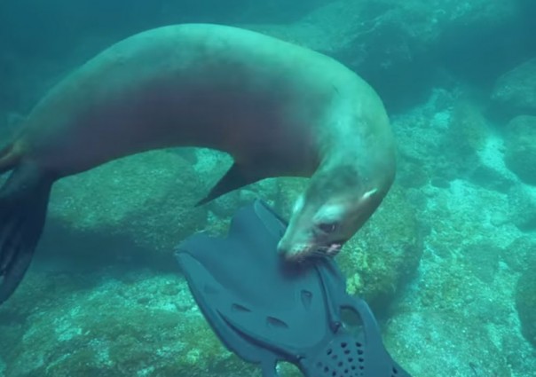 Морской лев хватает дайвера за ласты: видео