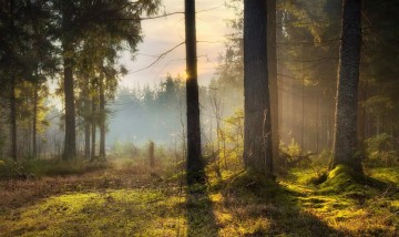 Утро в лесу. Карелия. Россия