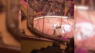 Зрители сняли, как лев напал на дрессировщика во время представления в Луганске