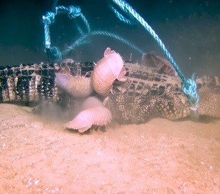 Гигантские изоподы едят аллигатора: видео со дна океана