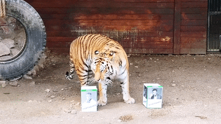 Тигр из "Роева ручья" предсказал результаты выборов на Украине