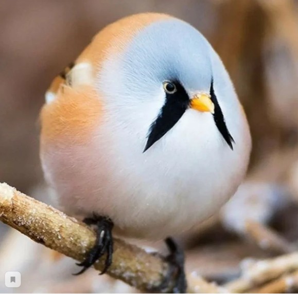 Усатая синица: Как может летать абсолютно круглая птица?