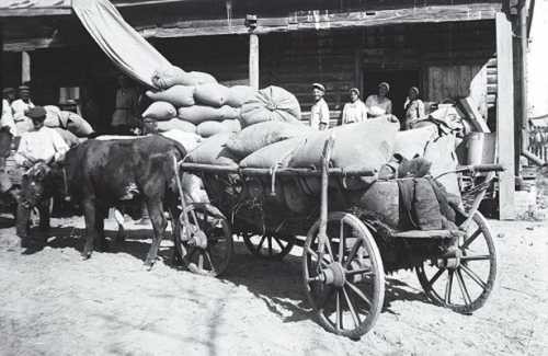 Голод 1932–33 годов и его истинные виновники