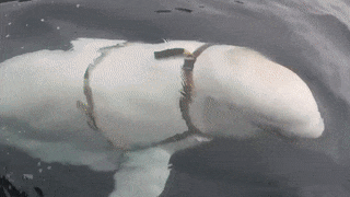 В Норвегии заявили, что выловили российскую "белуху-разведчицу"