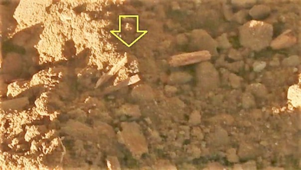 Польские чиновники спутали останки красноармейцев со «сгнившими корнями»