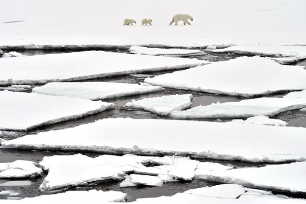 Подкомиссия ООН признала часть территории Арктики продолжением континентального шельфа РФ