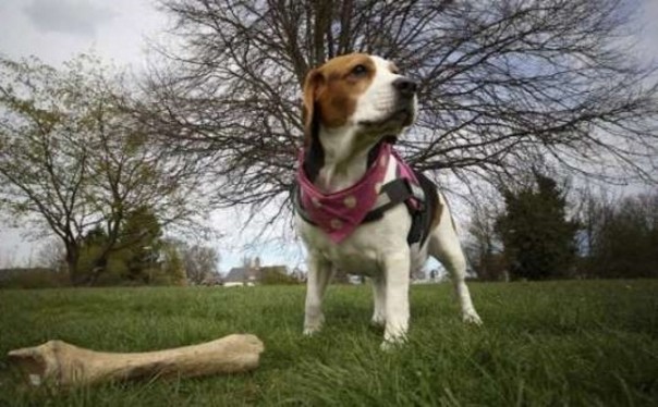 Собака-палеонтолог откопала кость древнего носорога