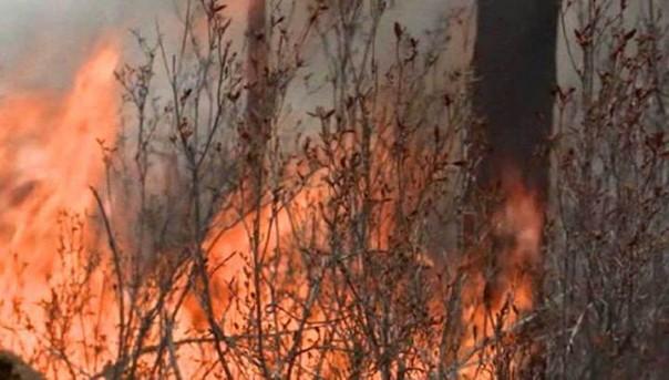 В Забайкалье полыхает 20 тысяч гектаров леса
