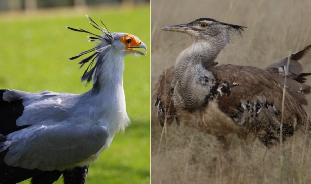 Птица-секретарь досаждает африканской дрофе: видео