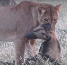 Гиеновидная собака притворяется мертвой в зубах львицы