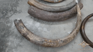 Контрабандисты пытались вывезти из России более 60 мешков с бивнями мамонта