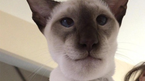 Съевший осу кот опух и стал звездой Сети