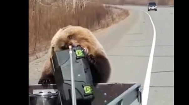 На Камчатке наглый медведь украл холодильник