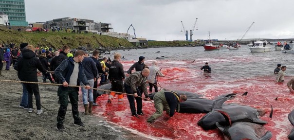 Рыбаки жестоко убили более 150 дельфинов, окрасив всю бухту в кровавый цвет