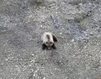 "С тебя 182 рубля, Михалыч!": медведь загнал монтажников на вышку и слопал их еду