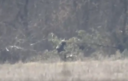 Не только марсиане... Гринпис помогает уничтожать браконьеров из ВСУ