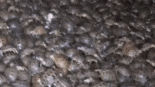 В Россию под видом капусты пытались ввезти более четырёх тысяч черепах