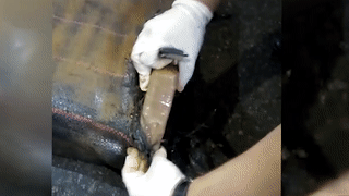 Задержанную в порту Петербурга партию кокаина весом 400 кг показали на видео