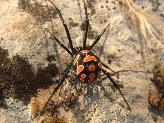 Ядовитый паук атаковал пенсионерку и ее сына в московской квартире