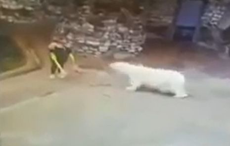 А мы его по морде веником... В Московском зоопарке сотрудница остановила белого медведя веником и совком