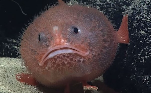 Рыба-гроб умеет задерживать дыхание под водой – как?