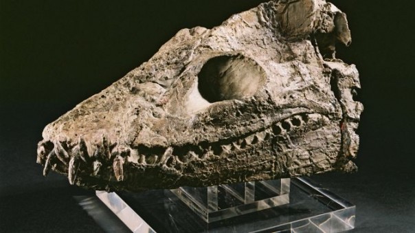 В Антарктиде найдены останки гигантского морского "чудища"