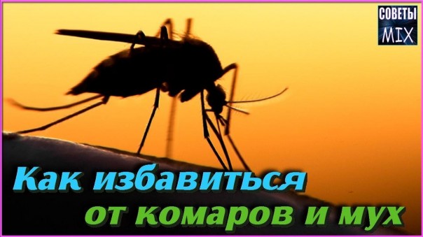 Как избавиться от комаров и мух с помощью этих необычных растений