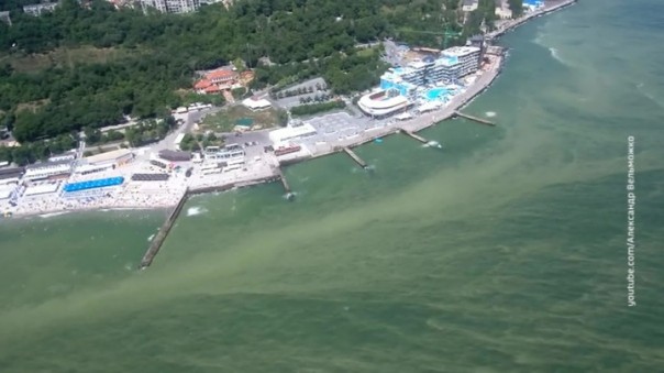 Украина заЗЕленела... и даже Черное море у берегов Одессы
