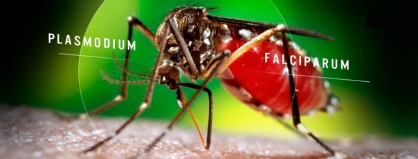 Перекрытие воды в Крым: Херсону угрожает эпидемия малярии