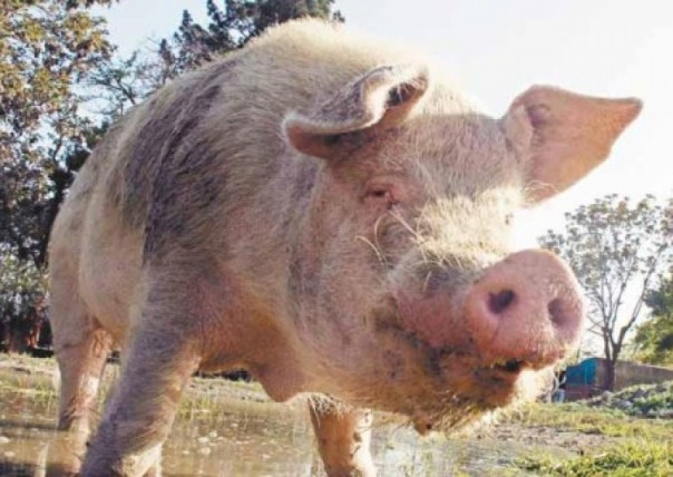 «Сами посдыхаете от нашей холеры». На Херсонщине радуются, что эпидемия накроет Крым