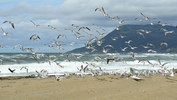 Москва выразила Токио протест из-за карты с "японскими" Курилами на G20