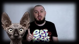 Что не так сказал Провокатор? Кот Костян