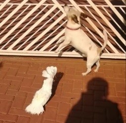 Почему попугай притворяется собакой