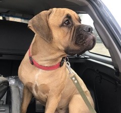 Собака сбежала из поезда и прошла сотни километров по тайге, чтобы вернуться к бывшим хозяевам