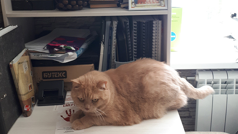 Кот alex. Завидные котики алекс. Алекса кот. Алекс кот 51 лев ставрополь. Алекс кот 51 лев ставрополь.