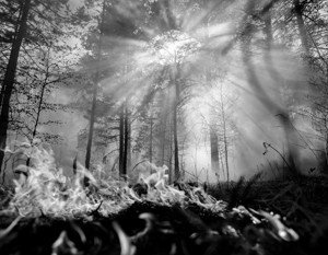 Почему не тушат лесные пожары в Сибири