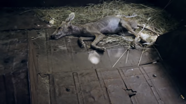 В Полтавской области селянин убил чупакабру