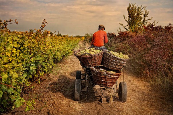 «Почему мы должны страдать?»: грузинские фермеры негодуют