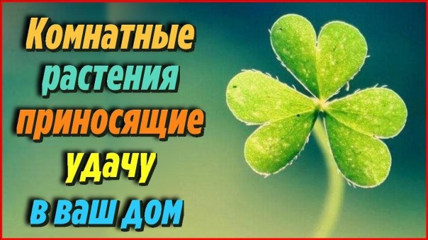 Комнатные растения, которые приносят в дом любовь и семейное счастье