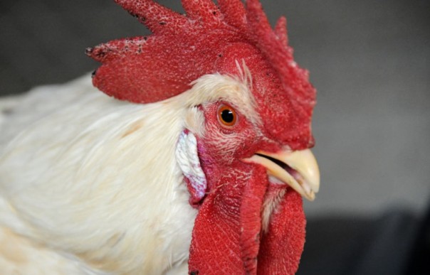 Молчание цыплят: суд Цюриха запретил петуху кукарекать ночью