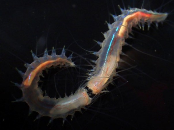 Крохотное и очень громкое морское животное – кто оно?