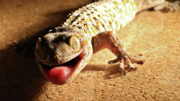Мужчина съел живого геккона и умер через десять дней