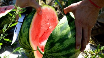 В Роскачестве рассказали, как выбирать арбузы
