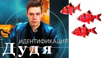 Идентификация Дудя. Большой Мокрый Обзор на Юрика…