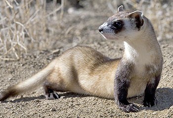 Хорёк помог раненому на автостраде товарищу