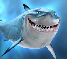 Как женщина спаслась от погони двухметровой акулы