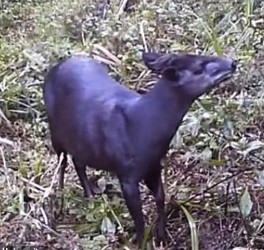 Чрезвычайно редкое животное сняли скрытой камерой