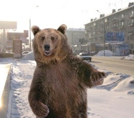 «Ребята, это Камчатка»: жители Петропавловска-Камчатского сняли на видео гуляющего по городу медведя