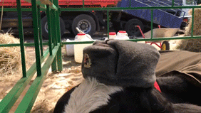 Посетителей брянской ярмарки возмутили коровы в советской военной форме